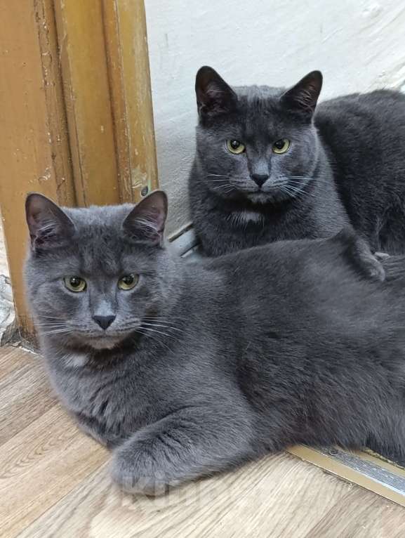 Кошки в Москве: Семён Семёныч  Мальчик, Бесплатно - фото 4