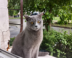 Кошки в Нижнем Тагиле: 🐱 Котята от Британской кошки 🐱 Мальчик, Бесплатно - фото 9