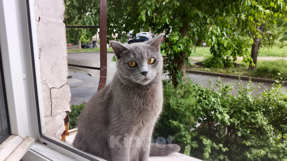Кошки в Нижнем Тагиле: 🐱 Котята от Британской кошки 🐱 Мальчик, Бесплатно - фото 9