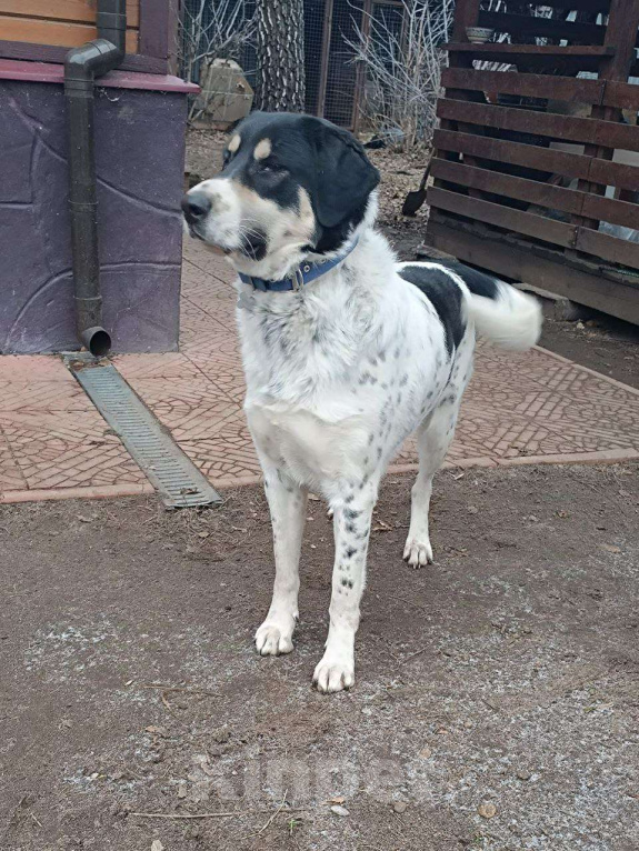 Собаки в Москве: Бим ищет семью,1год,Привит, Кастрирован  Мальчик, Бесплатно - фото 4