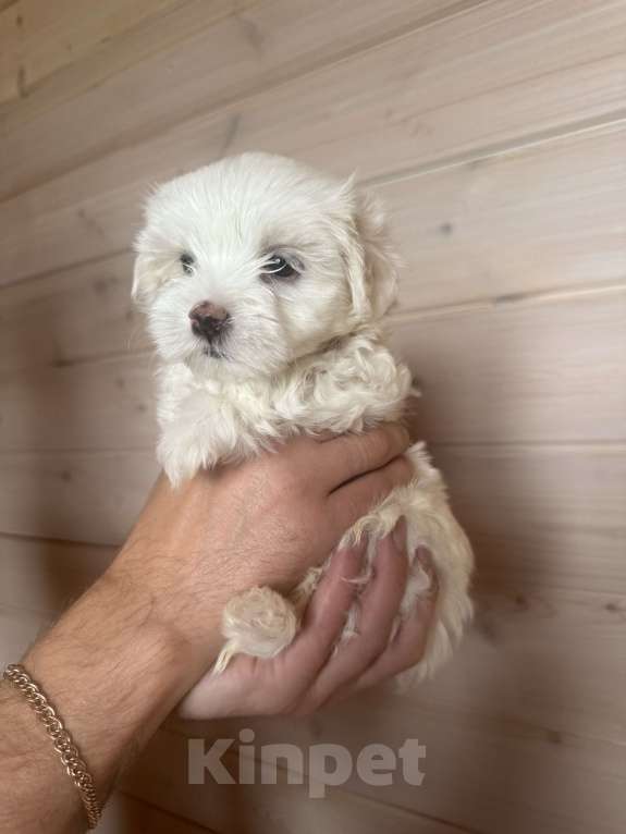 Собаки в других городах Московской области: Супер целовательная девочка  Девочка, 60 000 руб. - фото 1