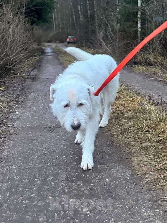 Собаки в Санкт-Петербурге: Беляш и Рыжуля, два невероятных пса, очень ждут свой дом и человека. Мальчик, Бесплатно - фото 6