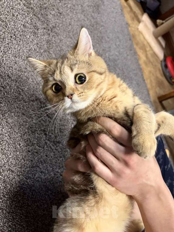 Кошки в Долгопрудном: Британский короткошёрстный котёнок Мальчик, 8 000 руб. - фото 1