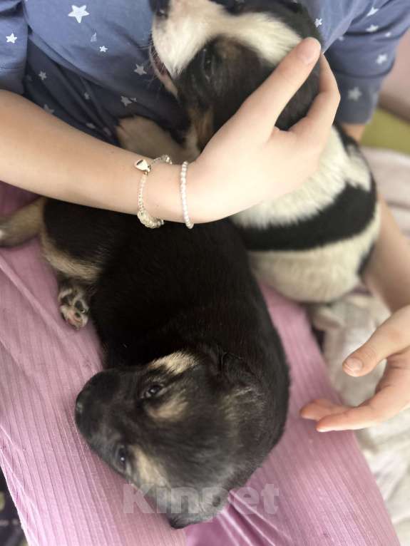 Собаки в других городах Челябинской области: Щенки от умного пса Мальчик, Бесплатно - фото 3