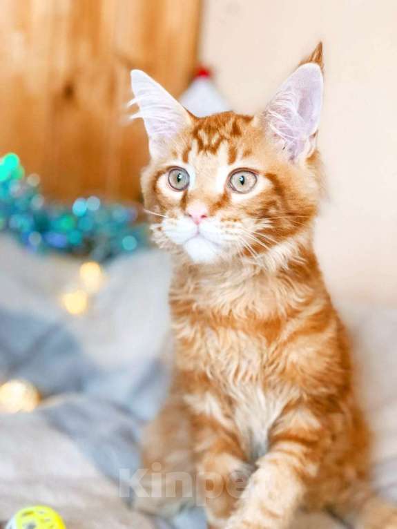 Кошки в Челябинске: КОТЕНОК МЕЙН-КУН  Мальчик, Бесплатно - фото 1