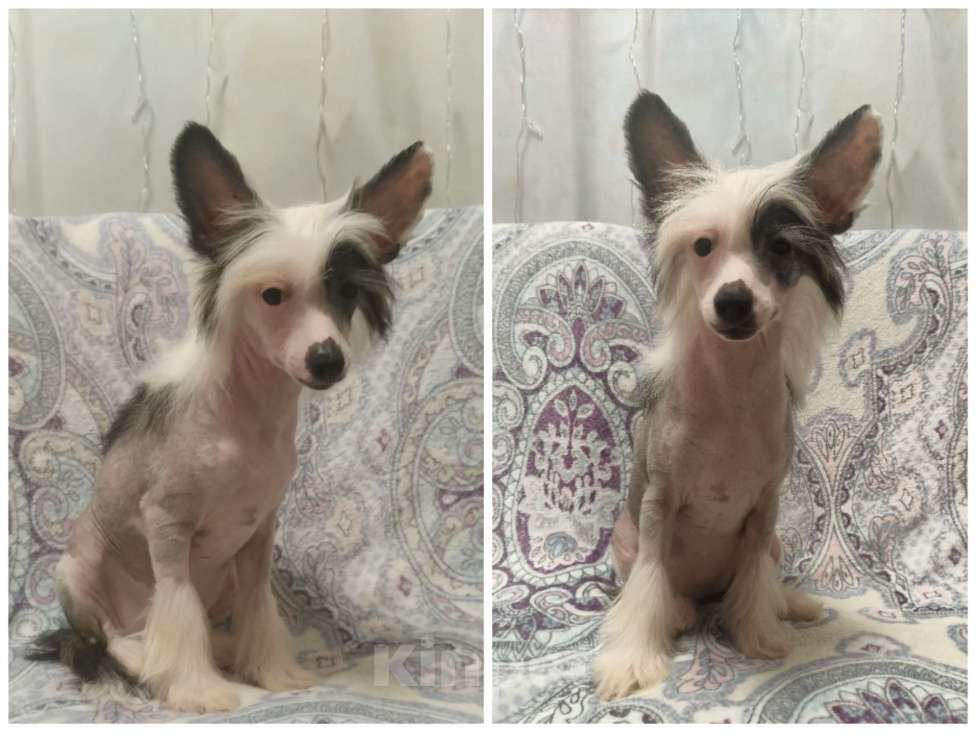 Собаки в Санкт-Петербурге: Девочки китайской хохлатой собаки Девочка, Бесплатно - фото 7