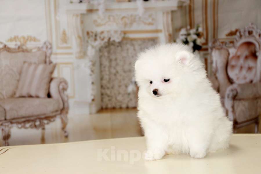 Собаки в Москве: померанские шпицы Мальчик, 70 000 руб. - фото 4