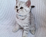 Кошки в Королеве: Британские котята Табби Мальчик, 7 000 руб. - фото 2