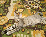 Кошки в Новосибирске:   Отдам в хорошие руки котенок 3 месяца Мальчик, 1 руб. - фото 1