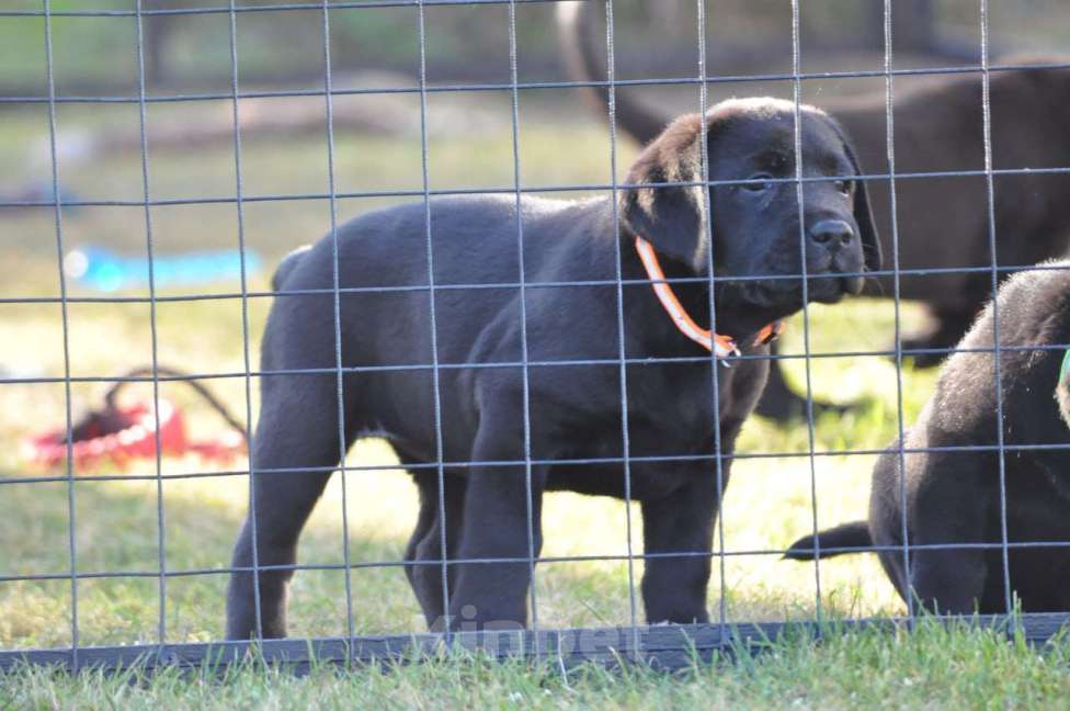 Собаки в Ижевске: Щенки лабрадора ретривера! Мальчик, 60 000 руб. - фото 4