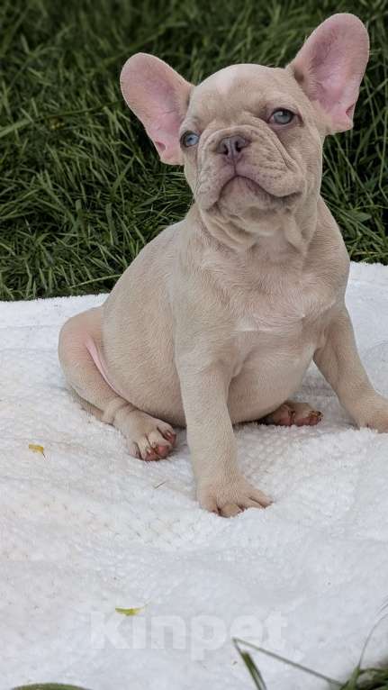 Собаки в других городах Крыма: Французский бульдог щенок в редком окрасе Мальчик, 120 000 руб. - фото 7