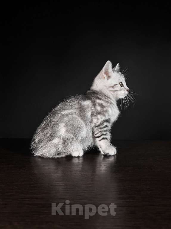 Кошки в Москве: Котята курильского бобтейла короткошерстные  Девочка, Бесплатно - фото 2