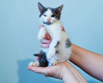 Кошки в Москве: Ищут дом и добрые ручки особенные котята Мальчик, Бесплатно - фото 10