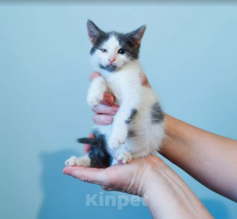 Кошки в Москве: Ищут дом и добрые ручки особенные котята Мальчик, Бесплатно - фото 10