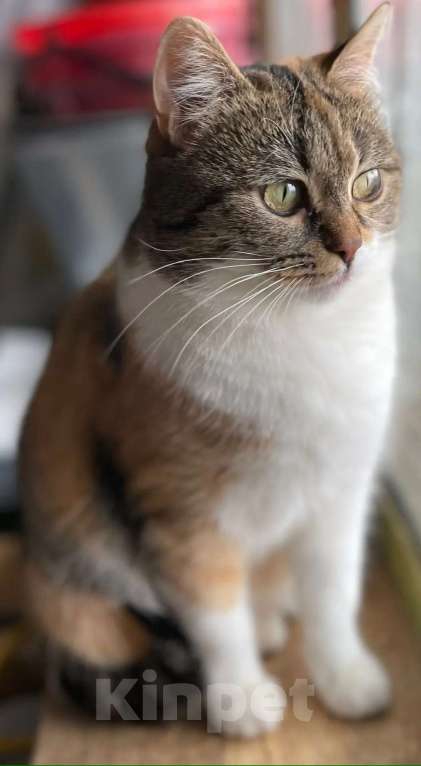 Кошки в Москве: Габи кошечка в добрые руки Девочка, Бесплатно - фото 1