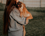Собаки в Москве: Изящная девочка Джуди ищет свою семью! Девочка, Бесплатно - фото 3
