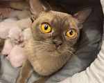Кошки в Санкт-Петербурге: Европейские бурманские котята Разнополые, 35 000 руб. - фото 6