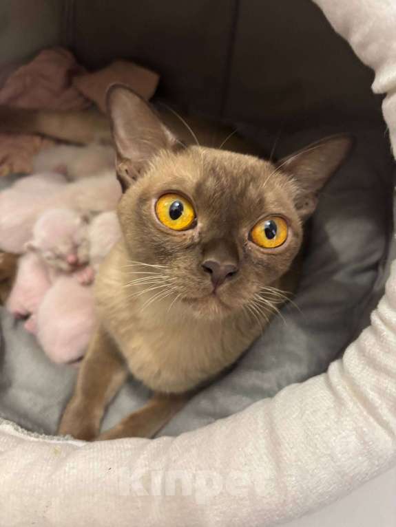 Кошки в Санкт-Петербурге: Европейские бурманские котята Разнополые, 35 000 руб. - фото 6