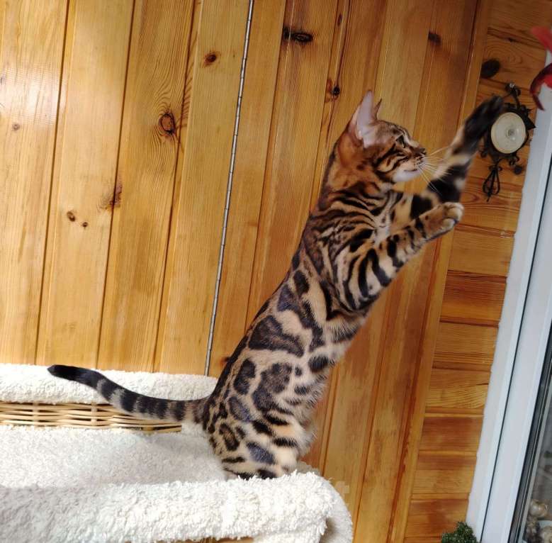 Кошки в Москве: Срочная продажа котенок девочка-подросток Девочка, Бесплатно - фото 7