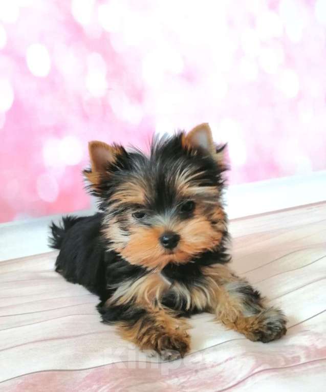 Собаки в Москве: мальчик  красавчик миник Мальчик, 40 000 руб. - фото 2