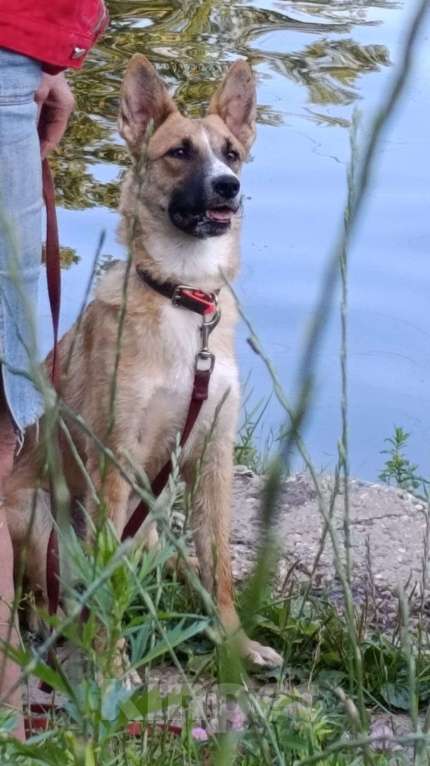 Собаки в Москве: Анфиса в дрбрые руки Девочка, Бесплатно - фото 10