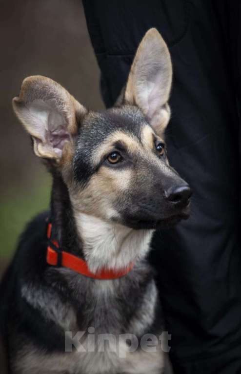 Собаки в Звенигороде: Овчарка щенок  Мальчик, 70 000 руб. - фото 1
