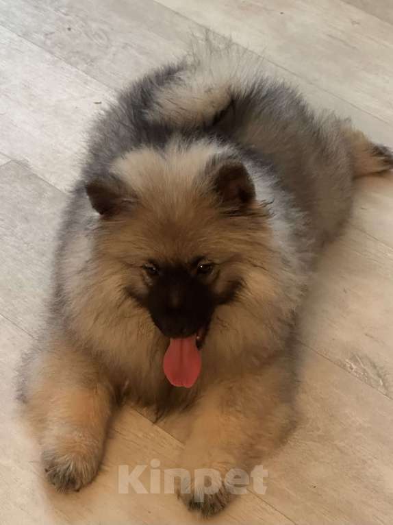 Собаки в Москве: Вольфшпиц КЕЕСХОНД Девочка, 100 000 руб. - фото 2