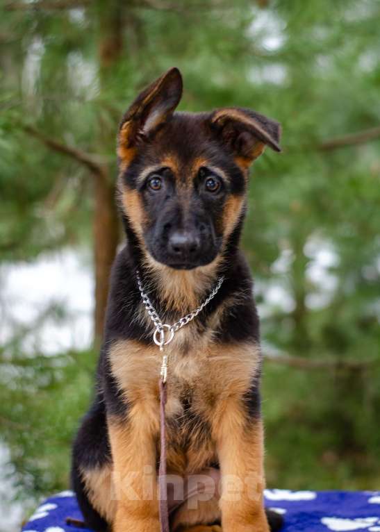 Собаки в других городах Московской области: Девочка  топ класса  Девочка, 60 000 руб. - фото 3