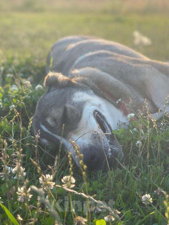 Собаки в Владимире: Алабай в добрые руки Девочка, Бесплатно - фото 7