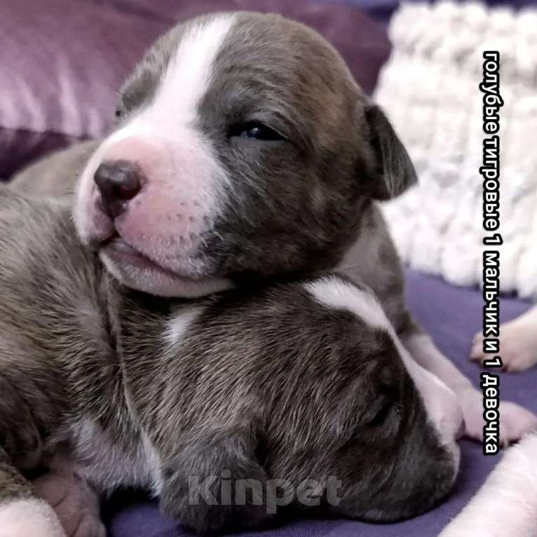 Собаки в Липецке: Голубые щенки амстафф Мальчик, 70 000 руб. - фото 6