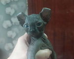 Кошки в Донецке: Котёнок Эльф девочка Девочка, 25 000 руб. - фото 1