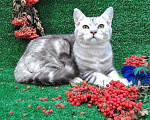 Кошки в Омске: котик британец  Мальчик, 5 000 руб. - фото 1