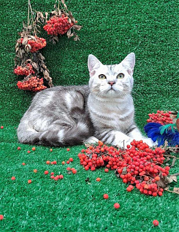Объявление: котик британец , 5 000 руб., Омск