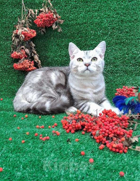 Кошки в Омске: котик британец  Мальчик, 5 000 руб. - фото 1