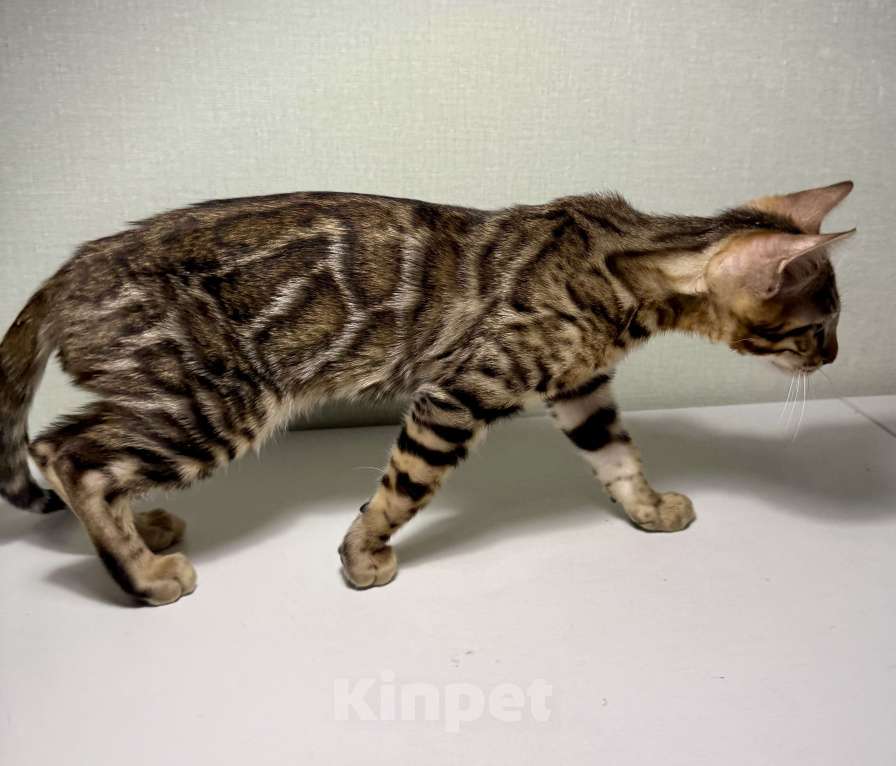 Кошки в Челябинске: Бенгальский котенок Мальчик, 25 000 руб. - фото 1