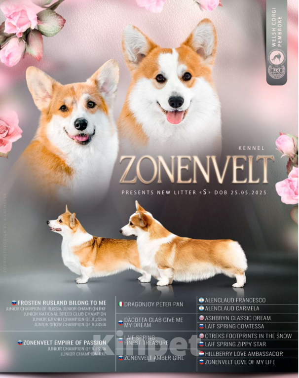 Собаки в других городах Ленинградской области: Замечательная девочка Снежа  Девочка, 65 000 руб. - фото 6