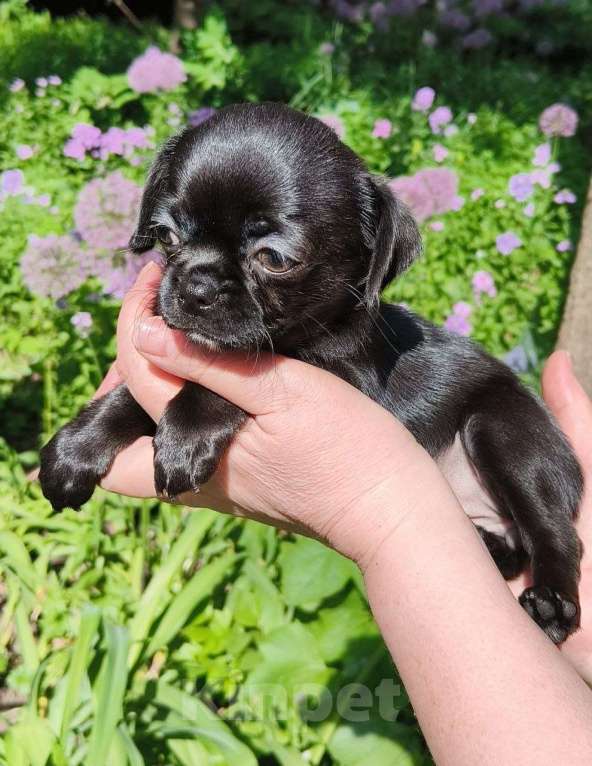 Собаки в Москве: 🐕 Предлагается вязка: шикарный длинношерстный кобель чихуахуа, ровный голубой окрас Мальчик, 10 000 руб. - фото 10