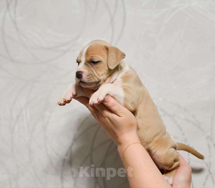 Собаки в Москве: Нежная девочка амстаффа Девочка, 80 000 руб. - фото 1