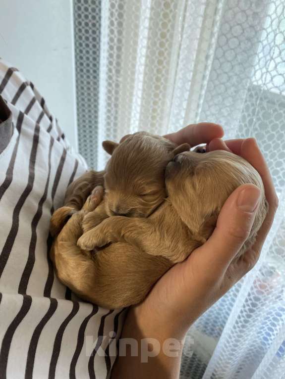 Собаки в Воронеже: Мальтипу щенки Мальчик, Бесплатно - фото 3