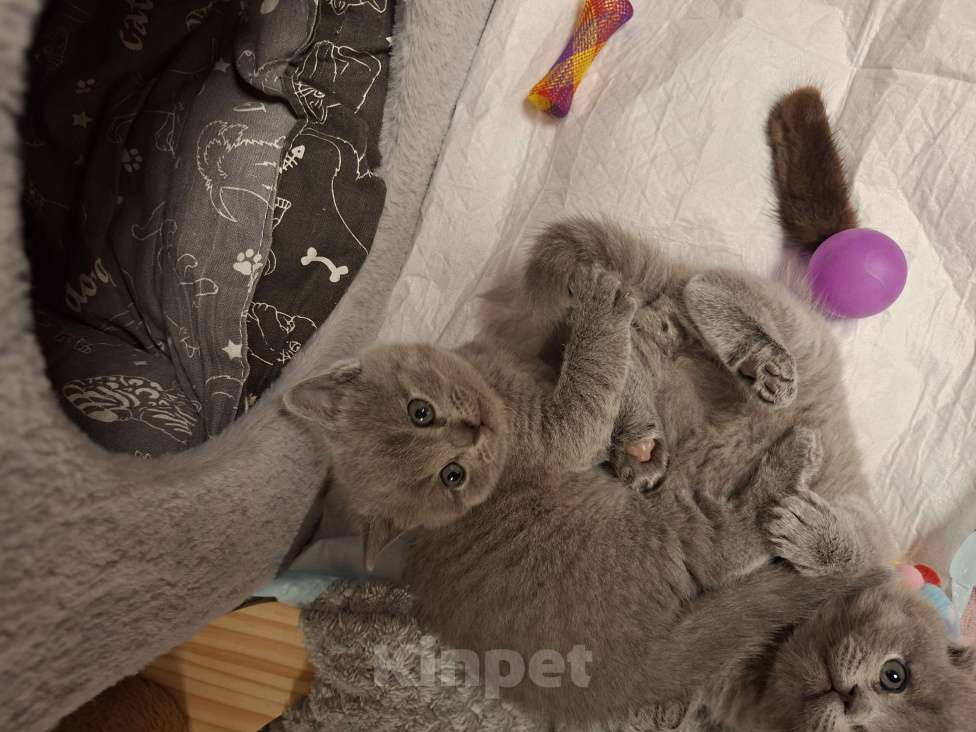 Кошки в Санкт-Петербурге: Продается Шотландский прямоухий мальчик Мальчик, 30 000 руб. - фото 5