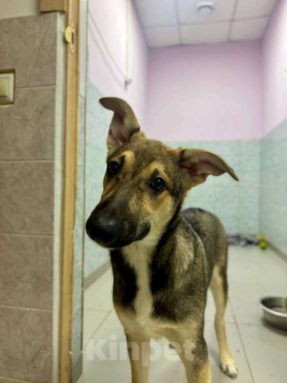 Собаки в Москве: Последняя. Почему все разъехались по домам, а Никуся всё еще здесь? Девочка, Бесплатно - фото 1