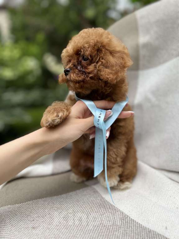 Собаки в Москве: Щенки мальтипу Мальчик, 220 000 руб. - фото 4