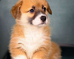 Собаки в Колпино: Щенок Вельш-корги пемброк  Девочка, 60 000 руб. - фото 4