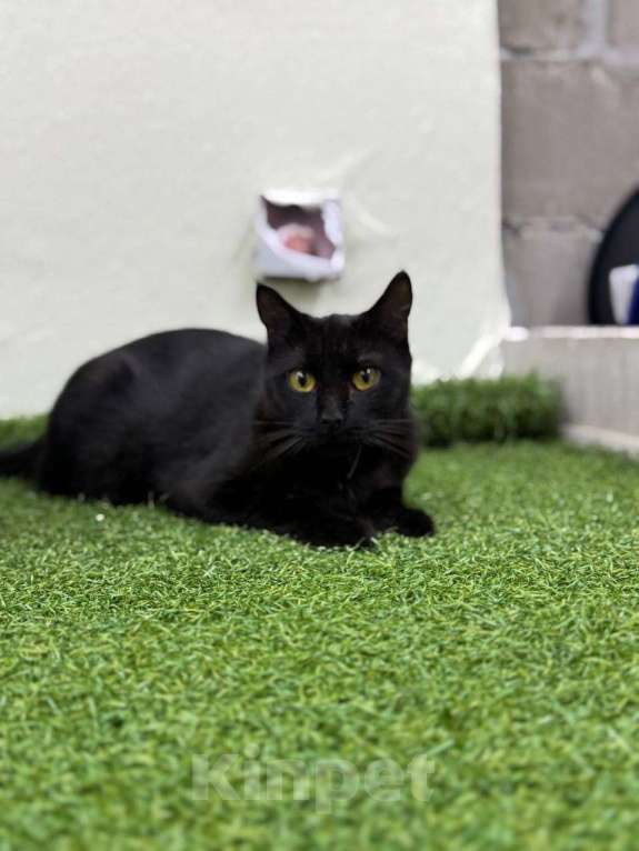 Кошки в Москве: Багира ищет дом!  Девочка, Бесплатно - фото 2