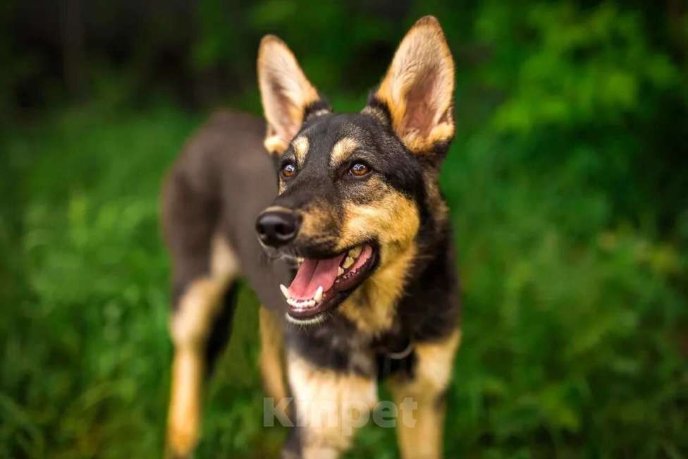 Собаки в Москве: Флеш Мальчик, Бесплатно - фото 5