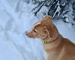 Собаки в Красногорске: щенок Каспер в добрые руки Мальчик, Бесплатно - фото 2
