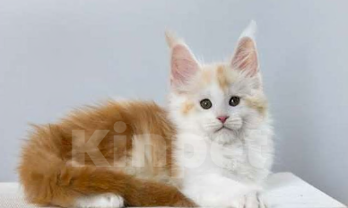 Кошки в других городах Ленинградской области: Котята мейн кун котик Мальчик, 50 000 руб. - фото 4