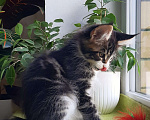 Кошки в Краснодаре: Котенок мейн кун  Мальчик, 50 000 руб. - фото 4