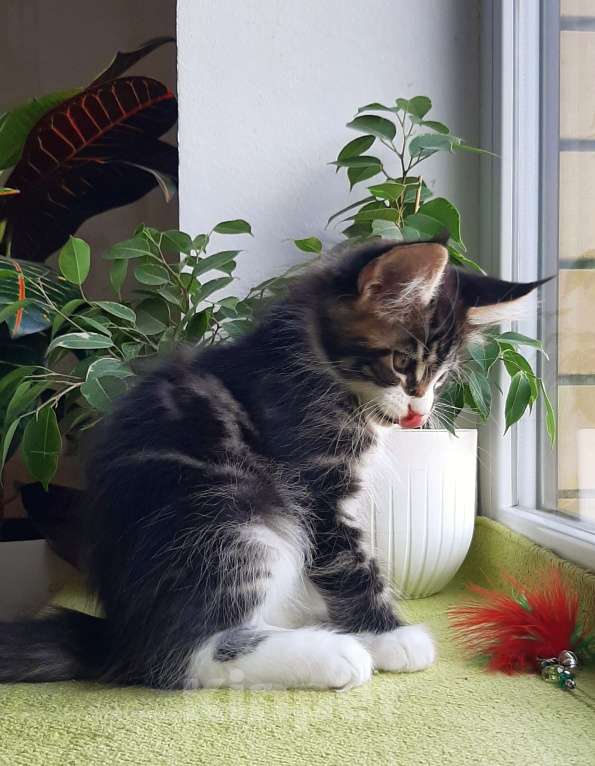 Кошки в Краснодаре: Котенок мейн кун  Мальчик, 50 000 руб. - фото 4