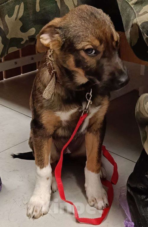 Собаки в других городах Московской области: самая ласковая девочка ищет дом Девочка, Бесплатно - фото 4